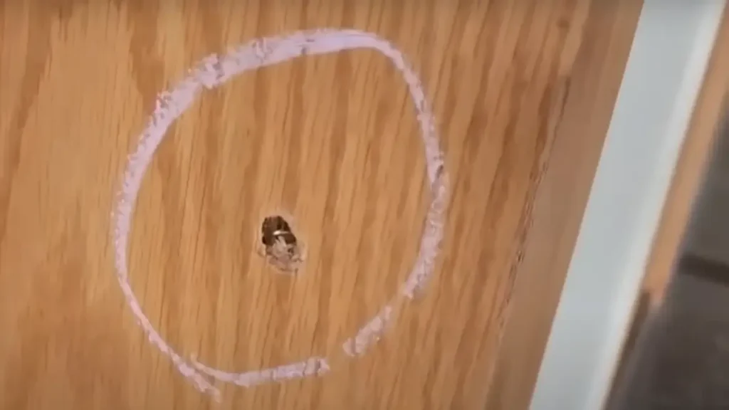 youtuber Elvish Yadav firing