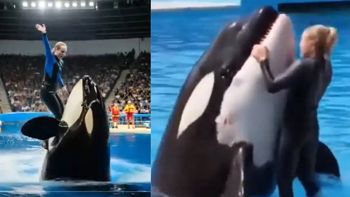 Jessica orca incident in hindi